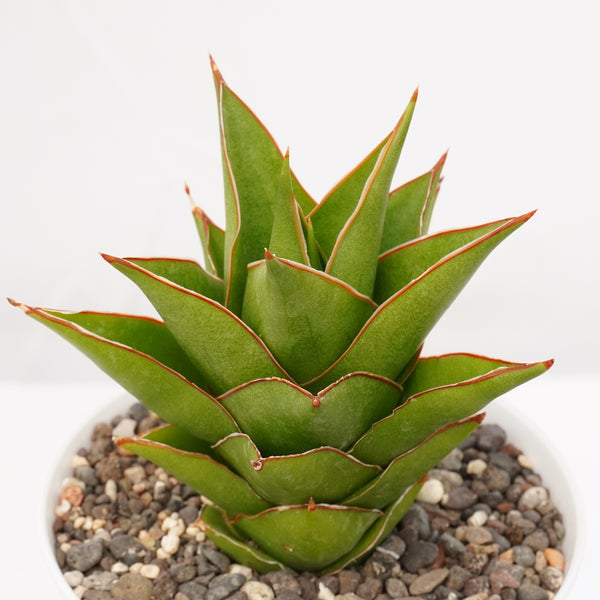 Sansevieria hybrid tower