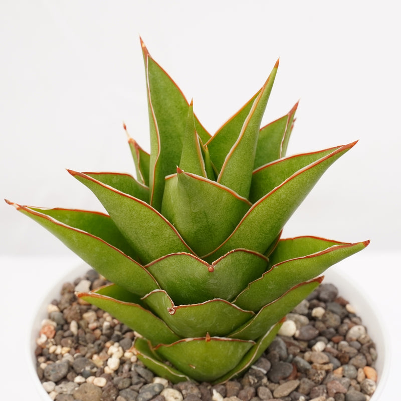sansevieria hybrid tower Sansevieria Hybrid Tower
