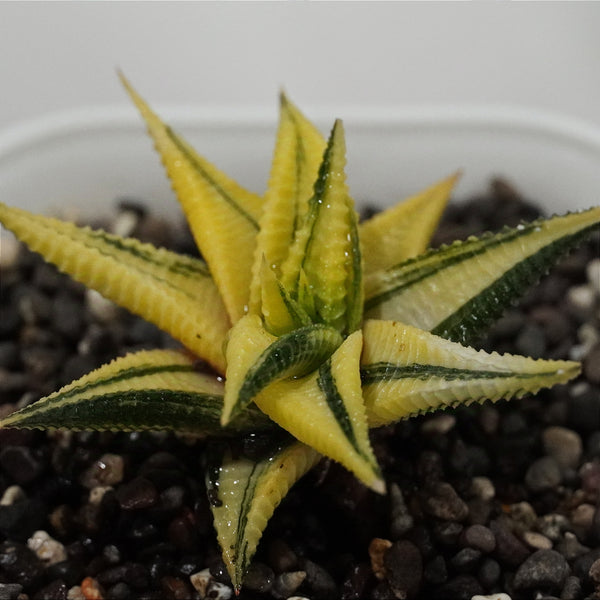 Haworthia limifolia variegated 3.5_INCHS_QUARE_N_POT WHITHOUT_POT_SHIPPING