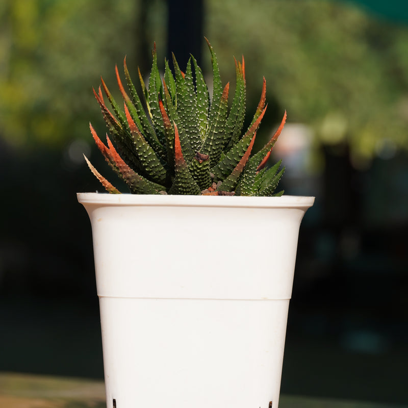 Haworthia attenuata f. rugosay succulent plant
