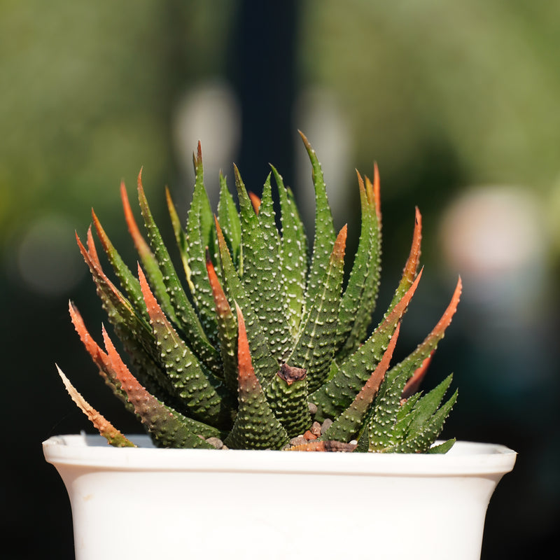 Haworthia attenuata f. rugosay succulent plant