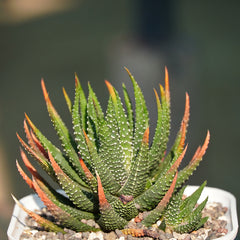 Haworthia attenuata f. rugosay_succulent