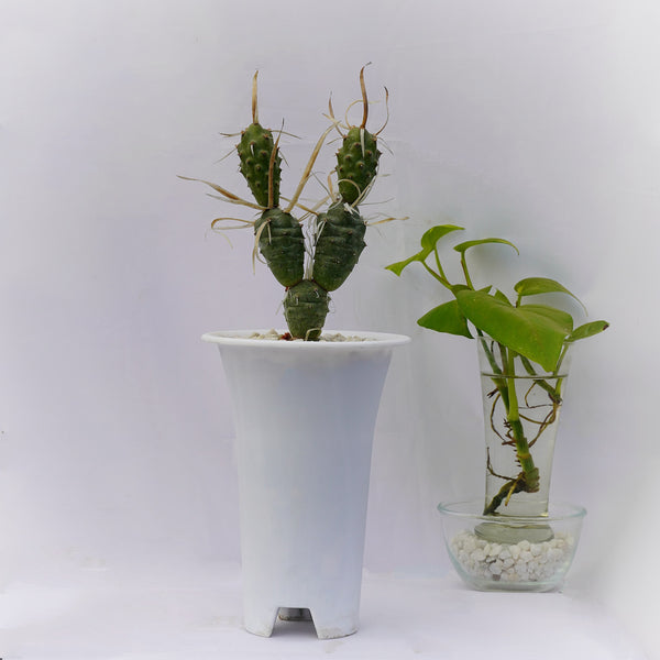 Tephrocactus articulatus var. papyracanthus