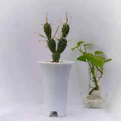 Tephrocactus articulatus var. papyracanthus 6_INCHS_RAUND_N_POT WHITH_POT_SHIPPING