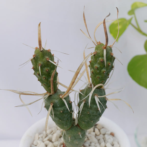 Tephrocactus articulatus var. papyracanthus