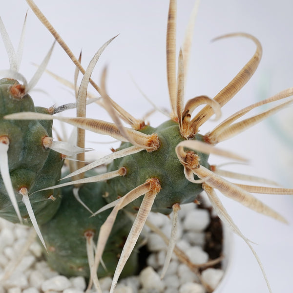 Tephrocactus articulatus var. papyracanthus