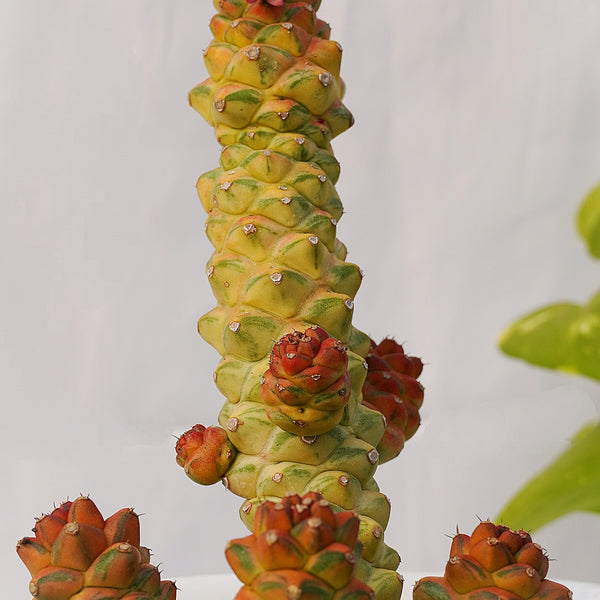Euphorbia monadenium ritchiei variegated (gifting plants  plant succulents ) 6_INCHS_RAUND_N_POT WITHOUT_POT_SHIPPING