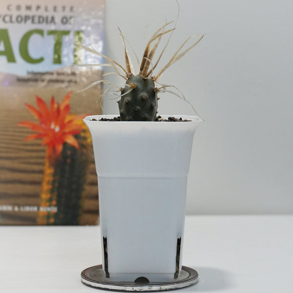 Tephrocactus articulatus var. papyracanthus 3.5_INCHS_QUARE_N_POT WHITH_POT_SHIPPING