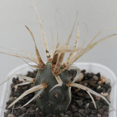 Tephrocactus articulatus var. papyracanthus