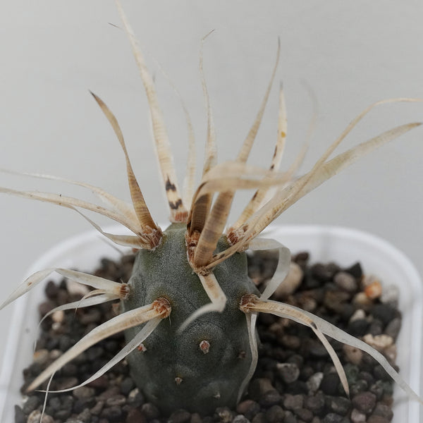Tephrocactus articulatus var. papyracanthus_CACTUS