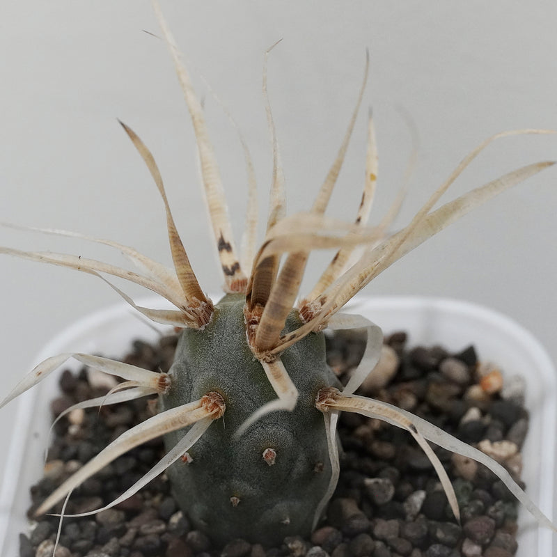 Tephrocactus articulatus var. papyracanthus