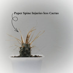 Tephrocactus articulatus var. papyracanthus