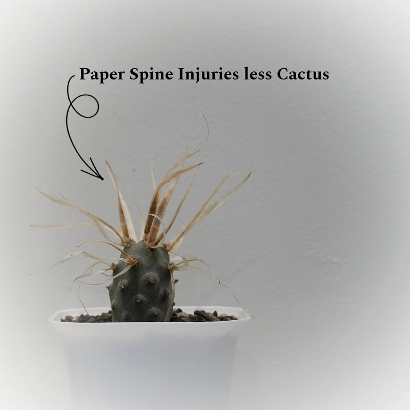 Tephrocactus articulatus var. papyracanthus