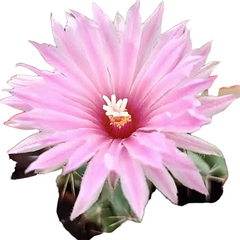 coryphantha macromeris runyonii inermis WITHOUT_POT 4_INCHES_POT