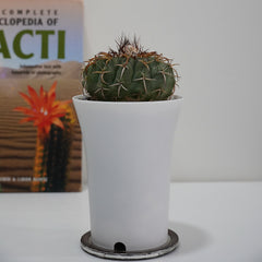Discocactus placentiformis var mamillosus 4_INCHS_RAUND_N_POT Without~Pot