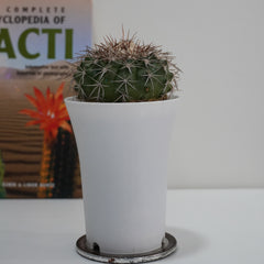 Discocactus latispinus v. araneispinus RY577 4_INCHS_RAUND_N_POT Without~Pot