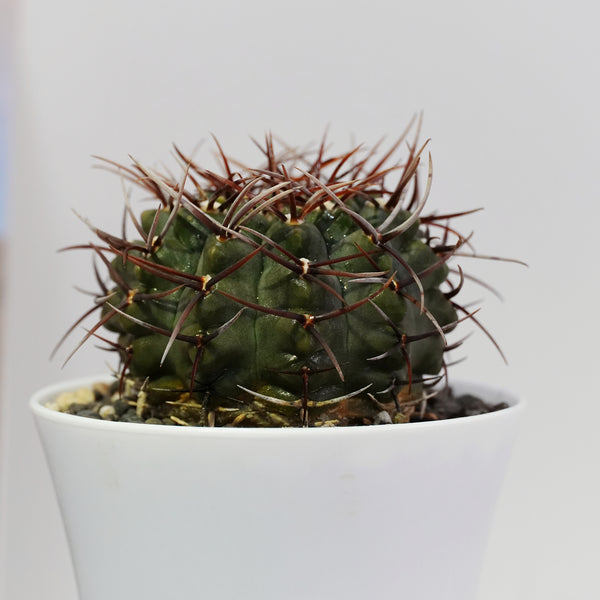 Gymnocalycium riojense ssp kozelskyanum v sanjuanense RV6 4_INCHS_RAND__N_POT WITHOUT_POT