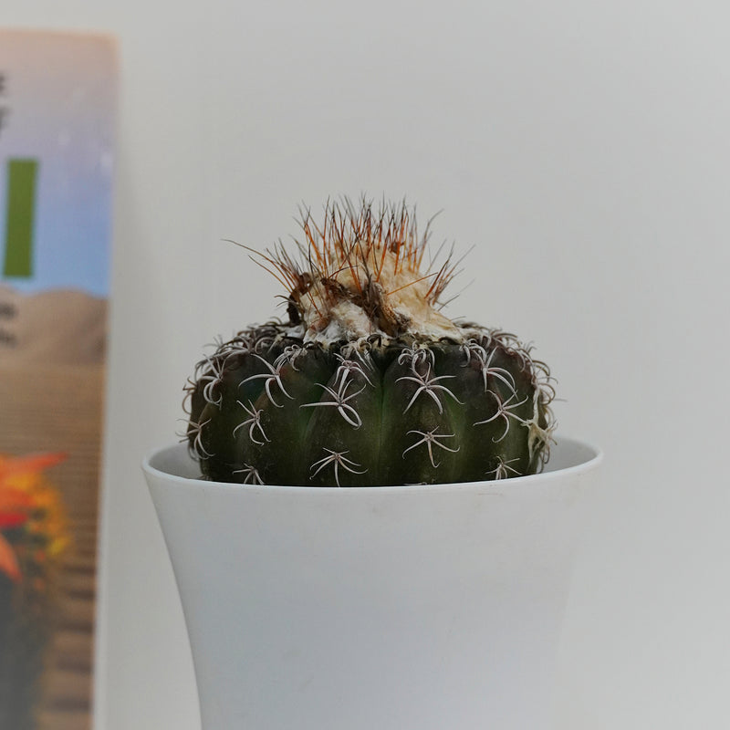 Discocactus pesidohostti D.7818 4_INCHS_RAUND_N_POT Without~Pot