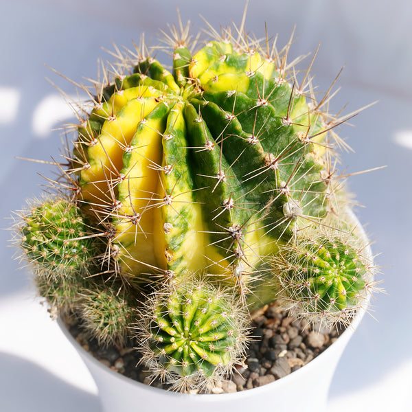 Echinopsis Arabesque Sachick variegated 4_INCHS_RAUND_N_POT WHITHOUT_POT_SHIPPING