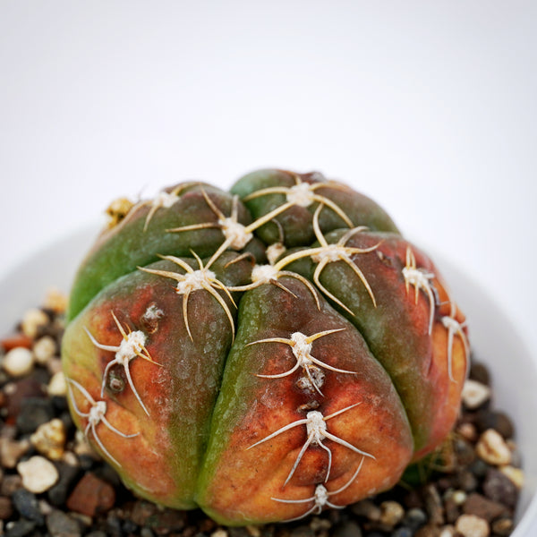 Gyomnocalycium Denudatum kaio maru 4_INCHS_RAND__N_POT WITHOUT_POT