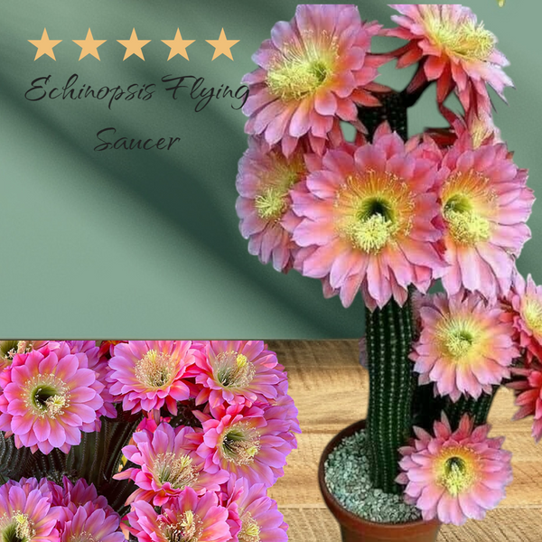 Echinopsis Flying Saucer 4_INCHS_RAUND_N_POT WHITHOUT_POT_SHIPPING