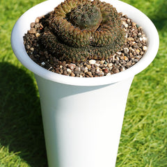 Gymnocalycium ochoterenae ssp herbstoferianum GR626 CRISTA 6_INCHS_RAND_N_POT WITHOUT_POT