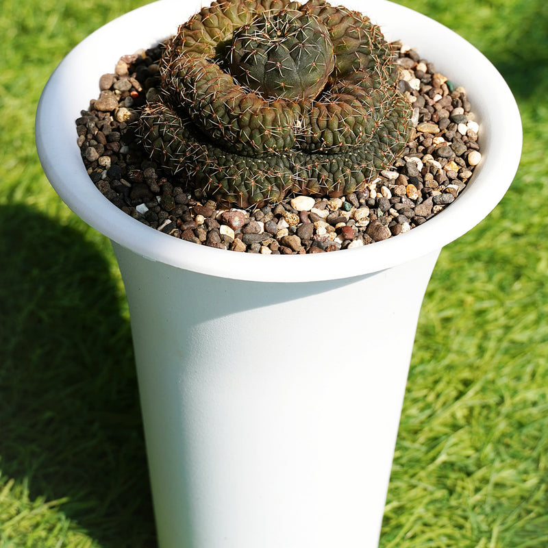 Gymnocalycium ochoterenae ssp herbstoferianum GR626 CRISTA 6_INCHS_RAND_N_POT WITHOUT_POT
