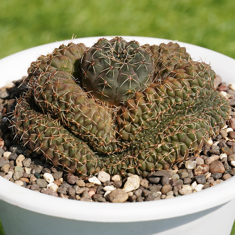 Gymnocalycium ochoterenae ssp herbstoferianum