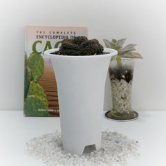 Gymnocalycium ochoterenae ssp herbstoferianum