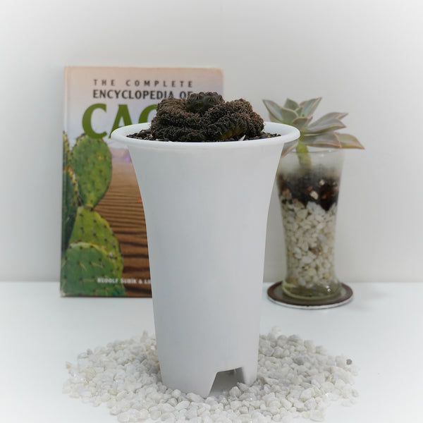 Gymnocalycium ochoterenae ssp herbstoferianum