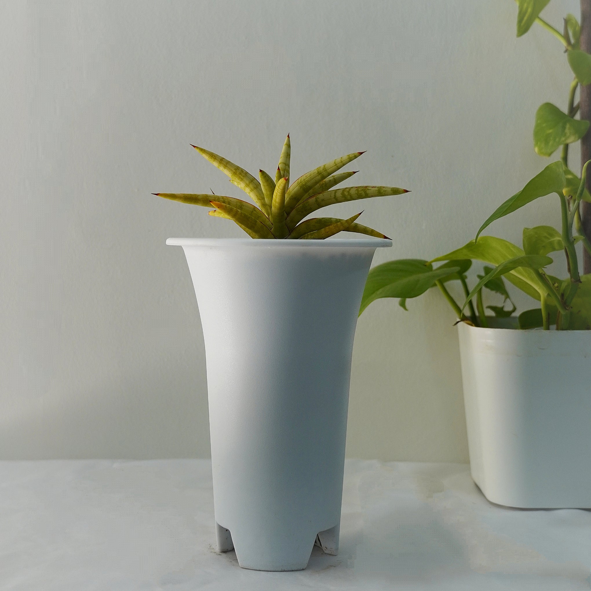 sansevieria ballyi for sale Sansevieria Ballyi Star Variegated – Rare Star Snake Plant – Samarth Cactus Nursery