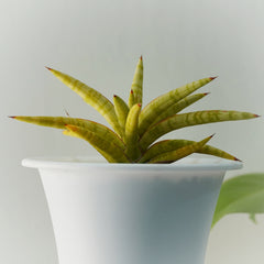 sansevieria ballyi star var 6_INCH_POT_DIAMITAR WITHOUT_POT