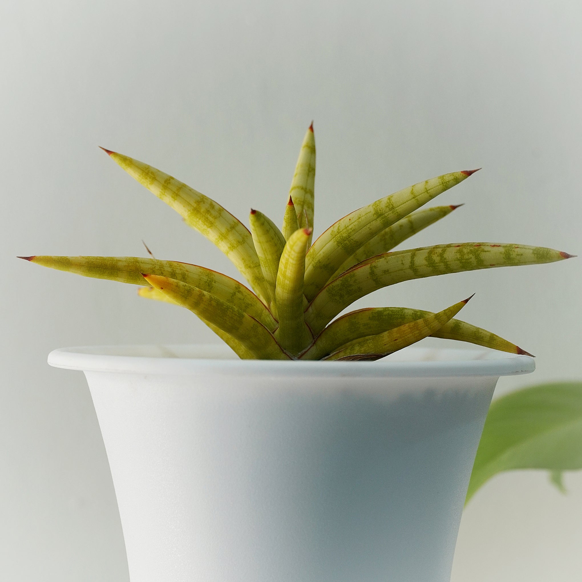 sansevieria ballyi variegated Sansevieria Ballyi Star Variegated – Rare Star Snake Plant – Samarth Cactus Nursery
