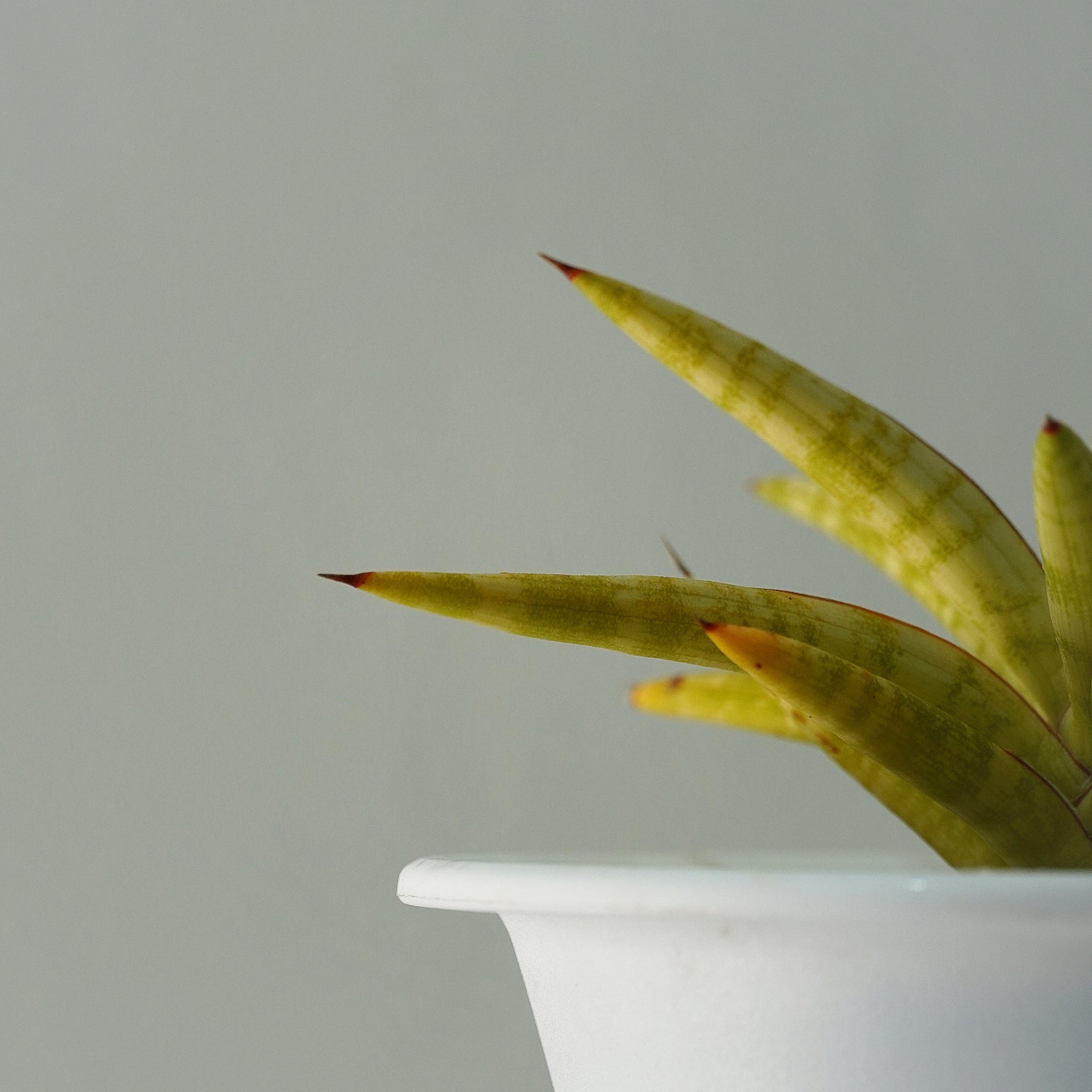 sansevieria ballyi care Sansevieria Ballyi Star Variegated – Rare Star Snake Plant – Samarth Cactus Nursery