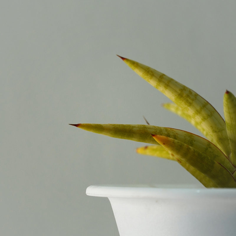 Sansevieria ballyi star var