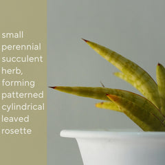 Sansevieria ballyi star var