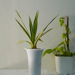 Agave sisalana Mediopicata WITHOUT_POT 6_INCH_ROUND_N_POT