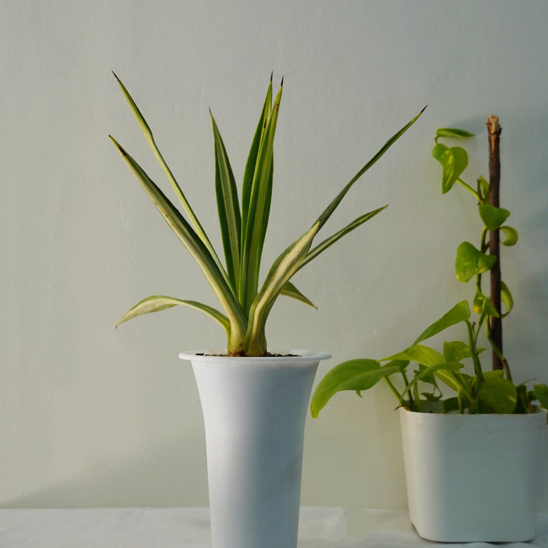 Agave sisalana Mediopicata WITH_POT 6_INCH_ROUND_N_POT