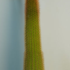 Cleistocactus baumannii ssp  var 6_INCHS_RAUND_N_POT WHITHOUT_POT_SHIPPING