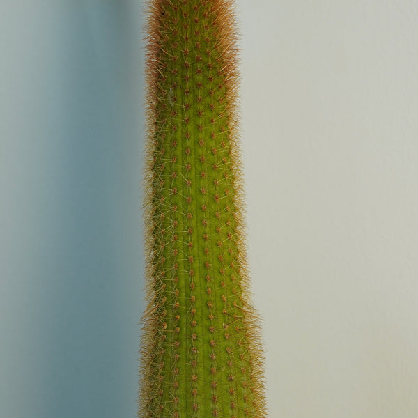 Cleistocactus baumannii ssp  var 6_INCHS_RAUND_N_POT WHITHOUT_POT_SHIPPING