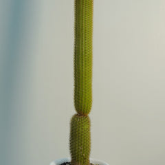 Cleistocactus baumannii ssp  var 6_INCHS_RAUND_N_POT WHITH_POT_SHIPPING