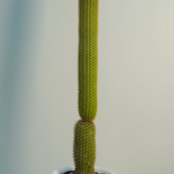 Cleistocactus baumannii ssp  var 6_INCHS_RAUND_N_POT WHITH_POT_SHIPPING
