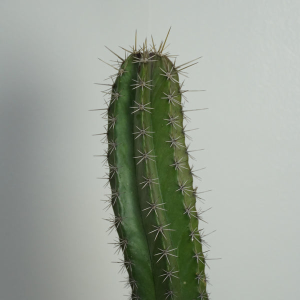 Lemon cereus cactus