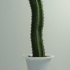 Lemon cereus cactus 6_INCHS_RAUND_N_POT WHITHOUT_POT_SHIPPING