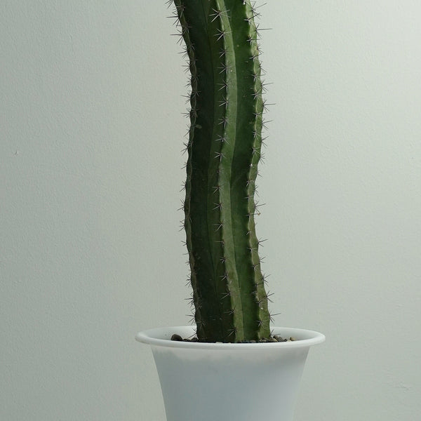 Lemon cereus cactus 6_INCHS_RAUND_N_POT WHITHOUT_POT_SHIPPING