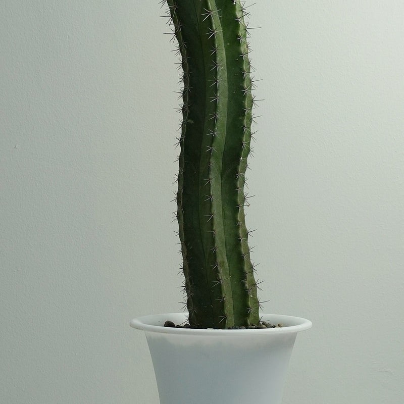 Lemon cereus cactus 6_INCHS_RAUND_N_POT WHITHOUT_POT_SHIPPING