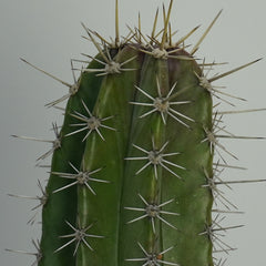 Lemon cereus cactus