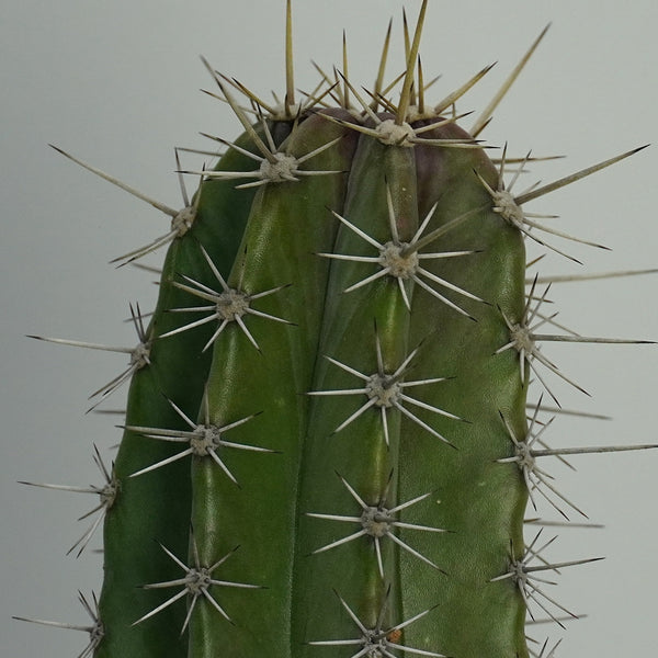 Lemon cereus cactus