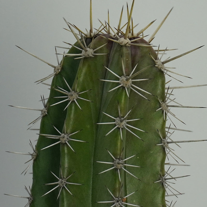 Lemon cereus cactus