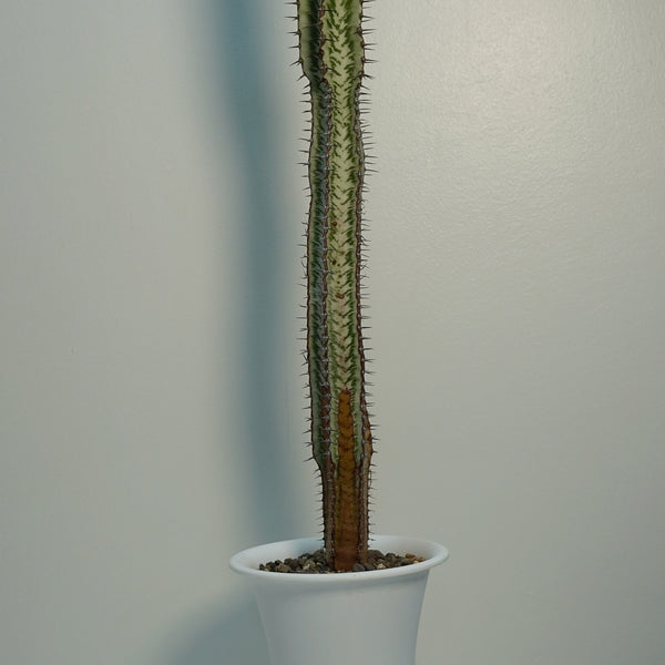 Euphorbia confinalis ssp. rhodesia (gifting plants plant succulents ) 6_INCHS_RAUND_N_POT WITHOUT_POT_SHIPPING